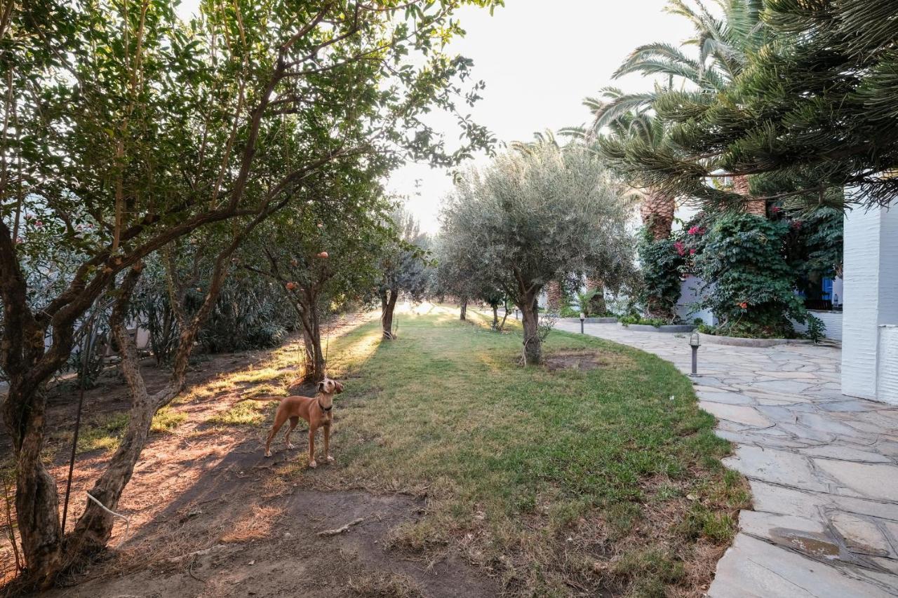 Golden Beach Studios & Suites Wyspa Wyspa Tinos Zewnętrze zdjęcie